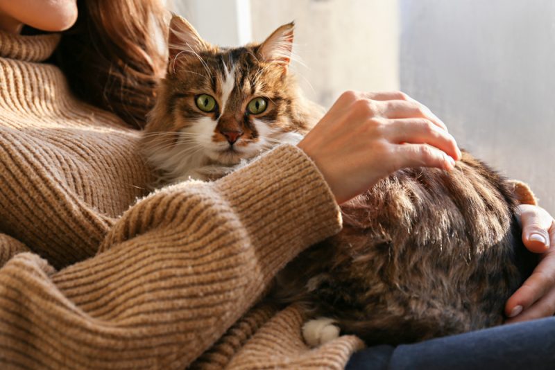 tabby cat lying on owner