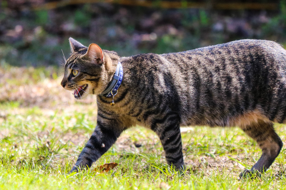 How to Cool a Cat Down Fast 10 VetVerified Ways to Avoid Heat Stroke