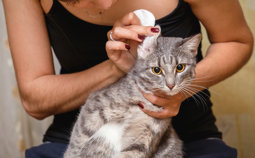 woman-cleaning-cat-ear