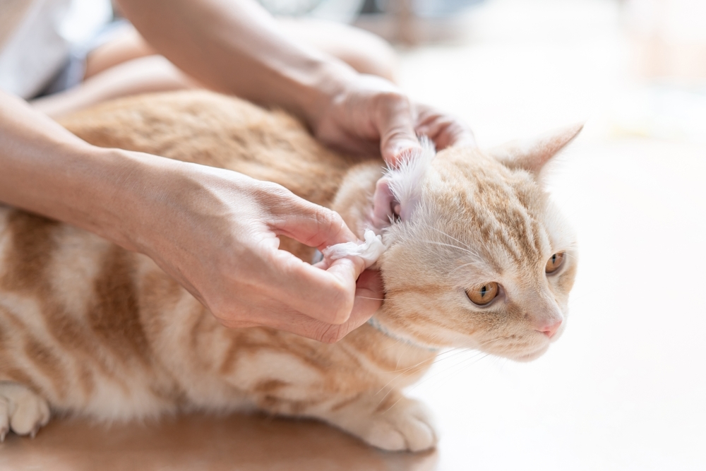 woman-cleaning-cat-ears