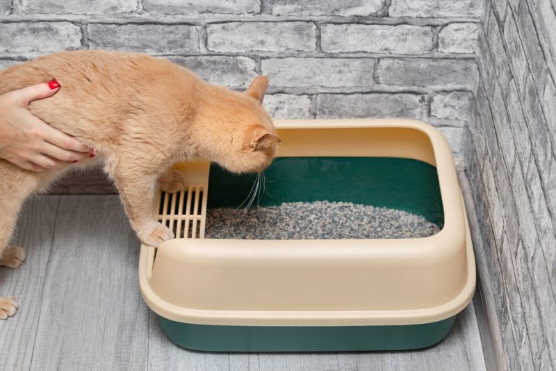 woman-teaching-cat-to-uese-litter-box