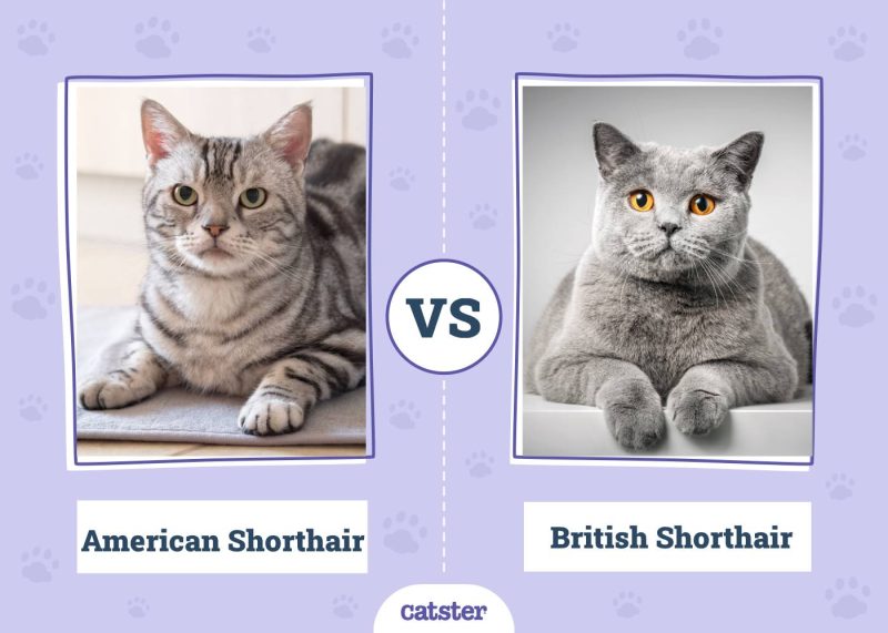 American Shorthair VS British Shorthair