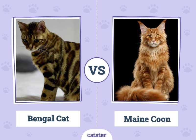 Bengal Cat VS Maine Coon