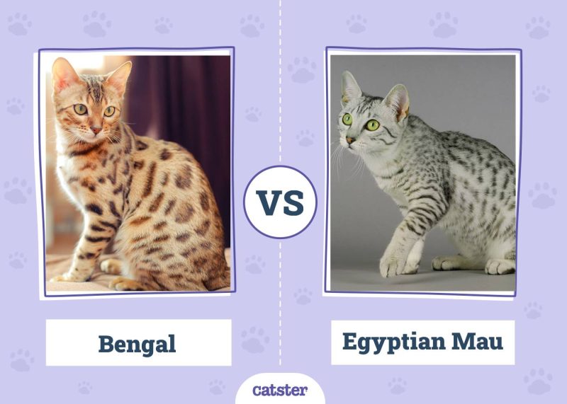 Bengal VS Egyptian Mau