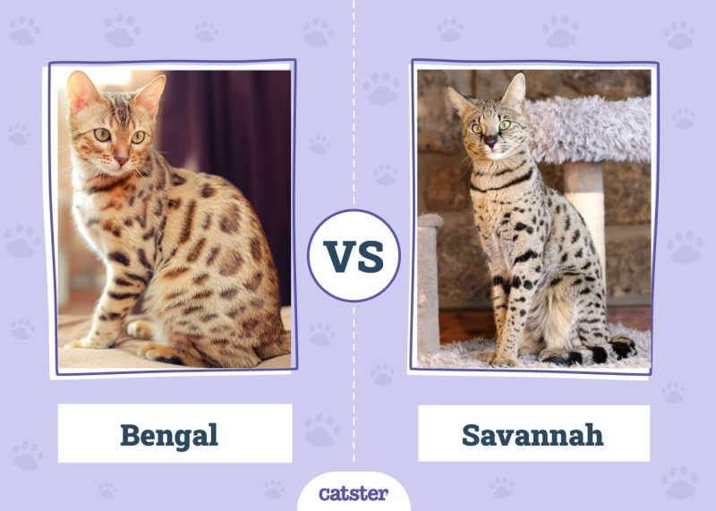 Bengal VS Savannah