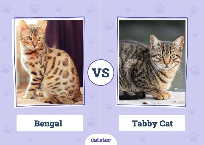 Bengal VS Tabby Cat