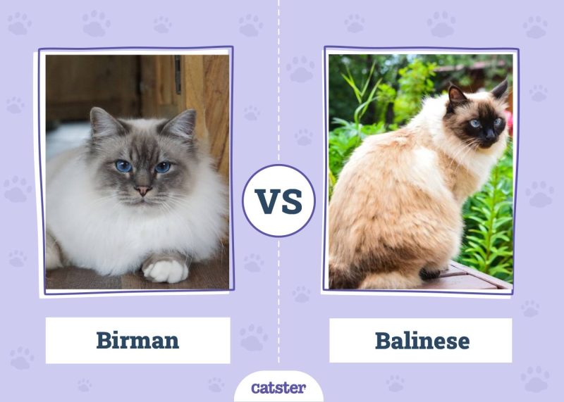 Birman VS Balinese