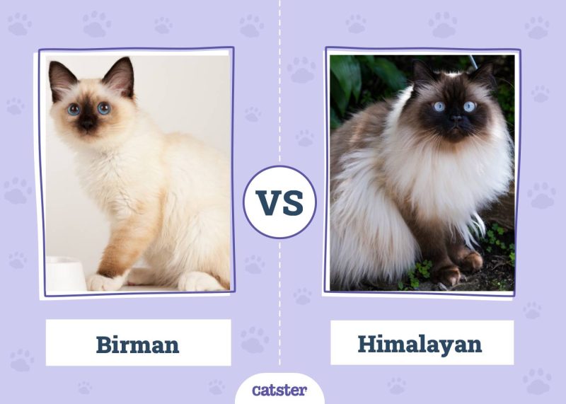 Birman VS Himalayan