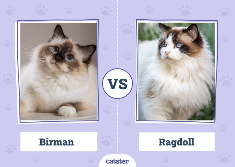 Birman VS Ragdoll