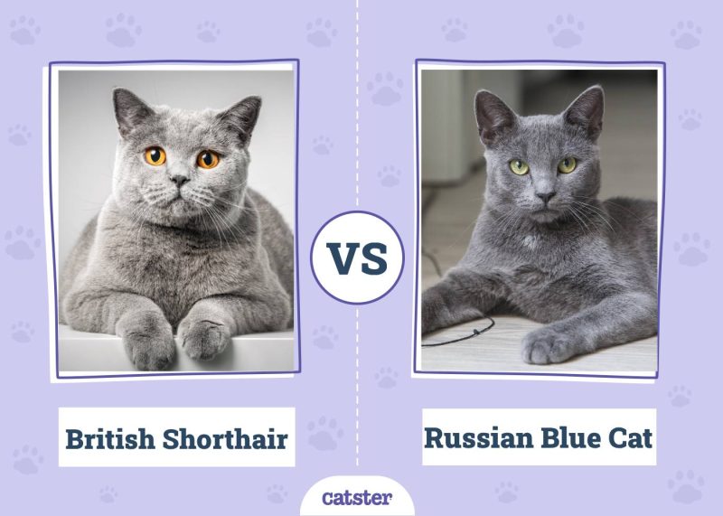 British Shorthair VS Russian Blue Cat