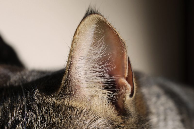 Cat ear close up