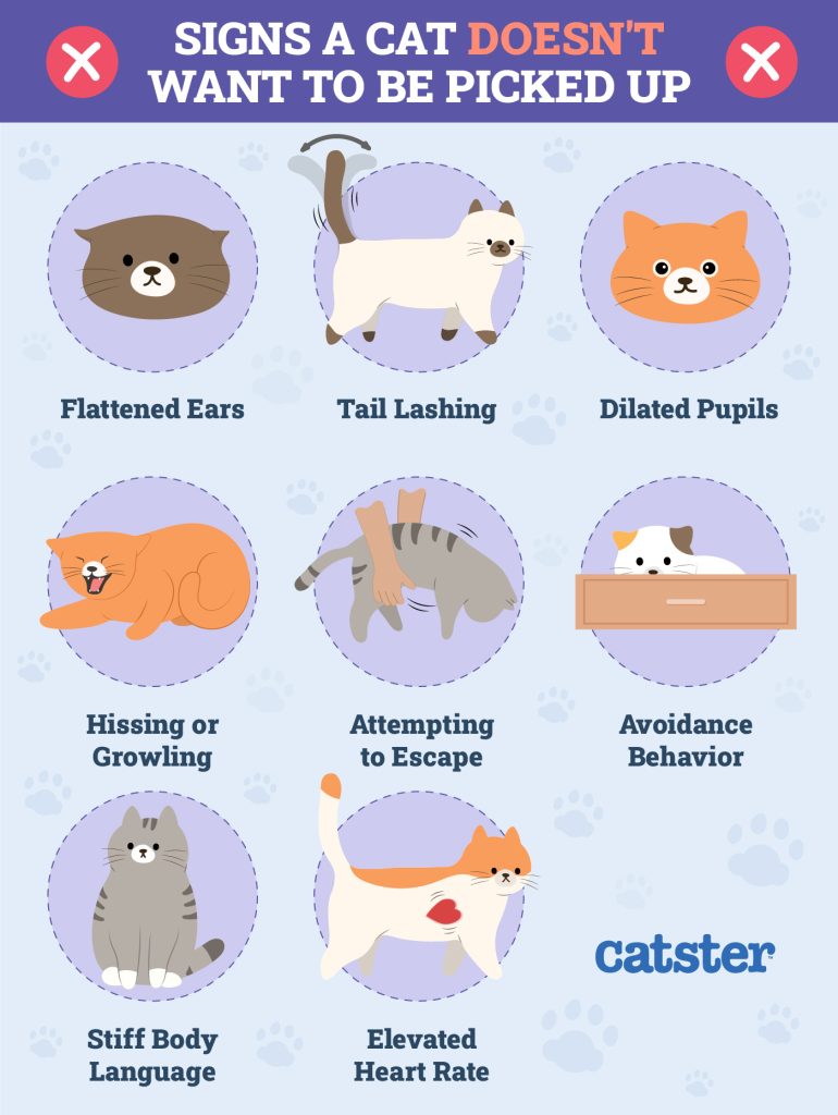 How to pick up a cat the right way vet approved tips tricks catster