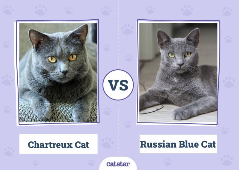 Chartreux Cat VS Russian Blue Cat