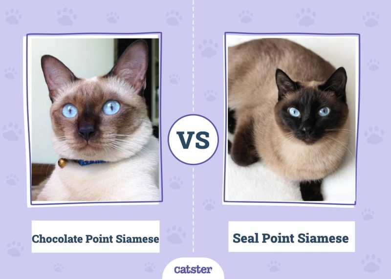Chocolate Point VS Seal Point Siamese