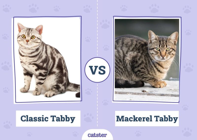Classic Tabby VS Mackerel Tabby