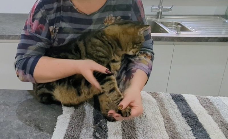 Fresh Look at How To Cut Your Cat S Claws Dr Karyn S