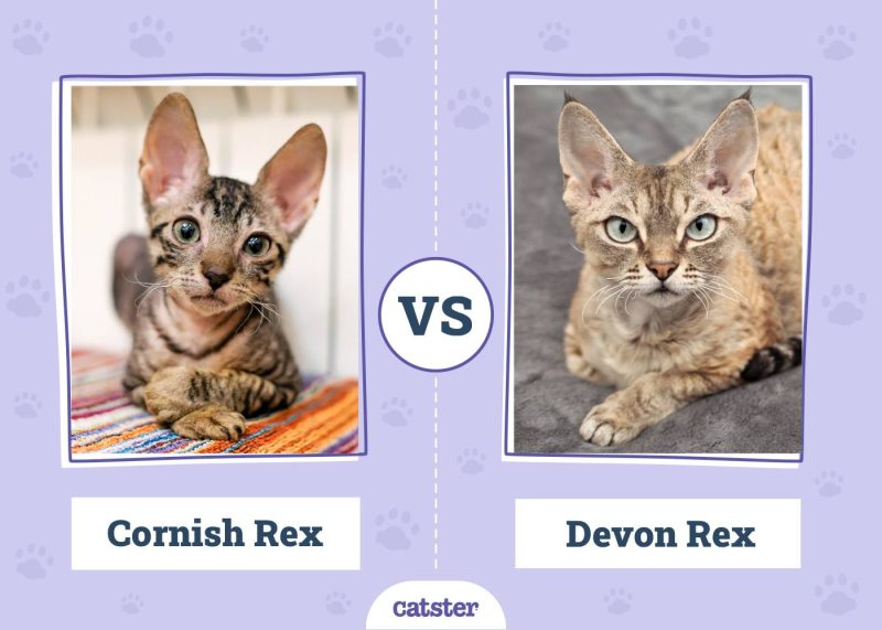 Cornish Rex VS Devon Rex