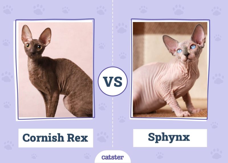 Cornish Rex VS Sphynx
