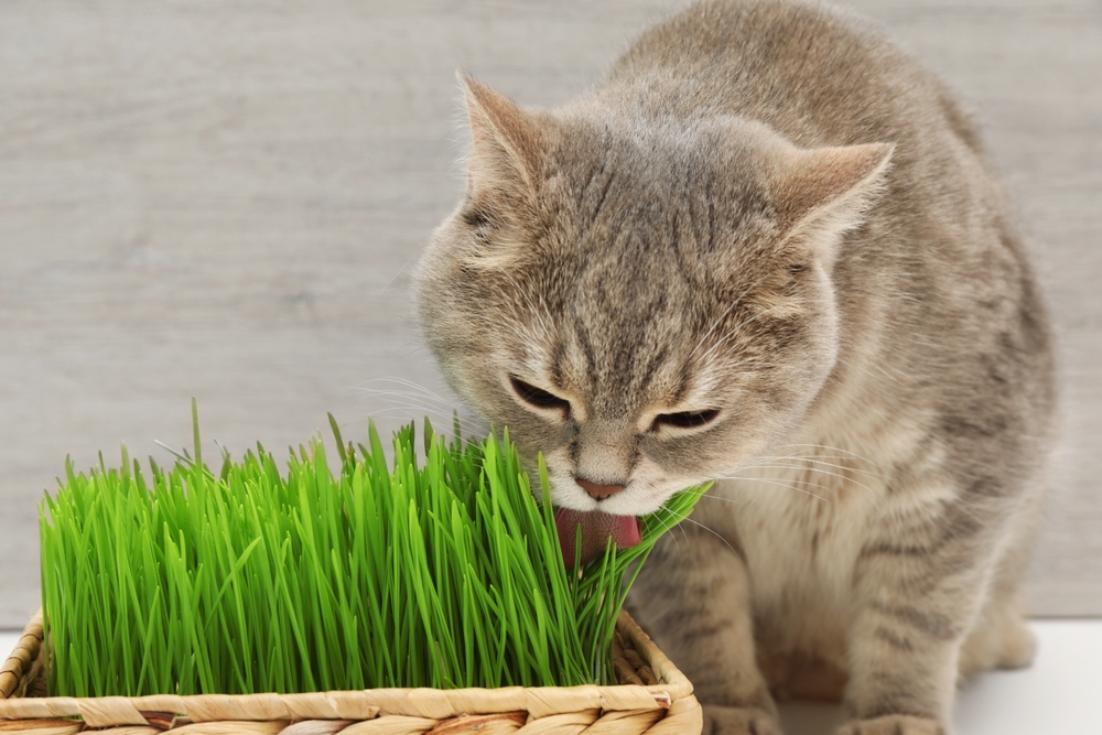 Can Cats Eat Wheatgrass? VetReviewed Benefits & Facts Catster