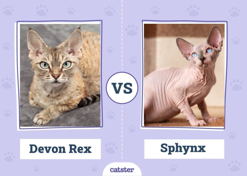 Devon Rex VS Sphynx