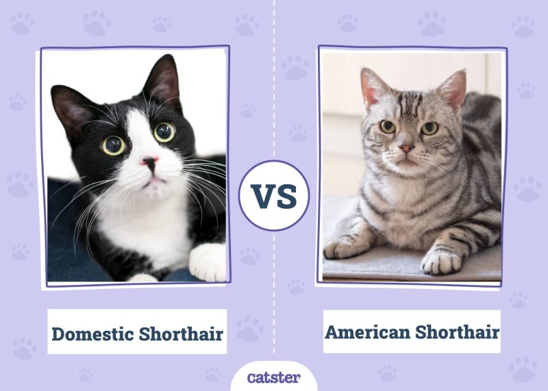 Domestic Shorthair VS American Shorthair