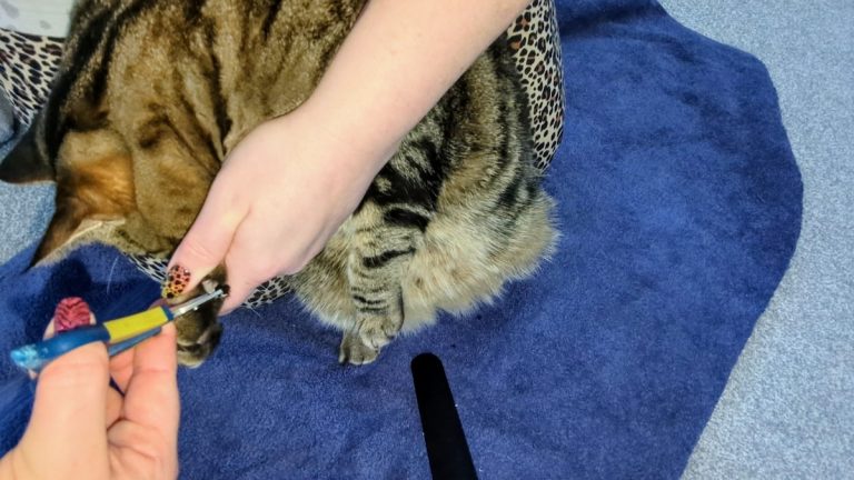 How to Cut Your Cat's Claws: Dr. Karyn's Tips (with Video) - Catster