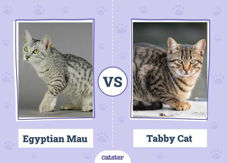 Egyptian Mau VS Tabby Cat