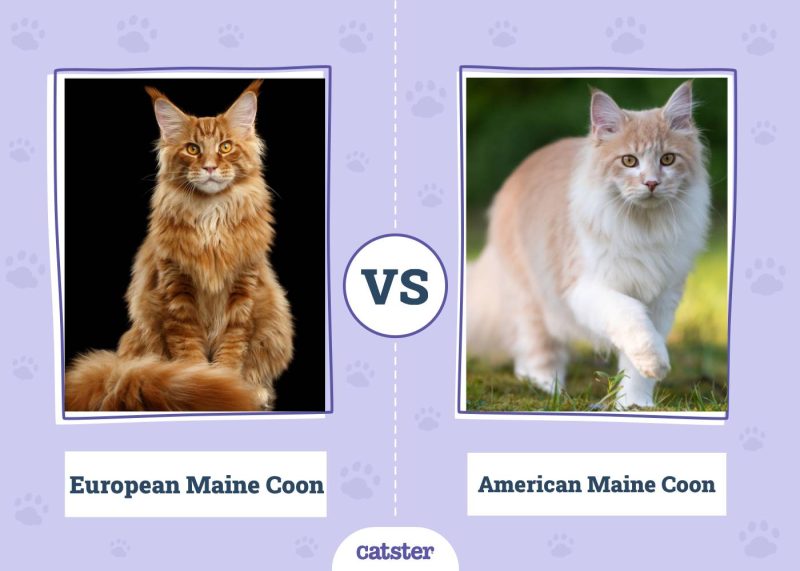 European Maine Coon VS American Maine Coon
