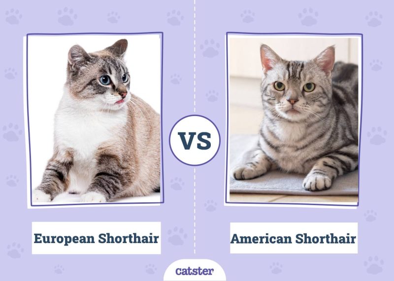 European Shorthair VS American Shorthair