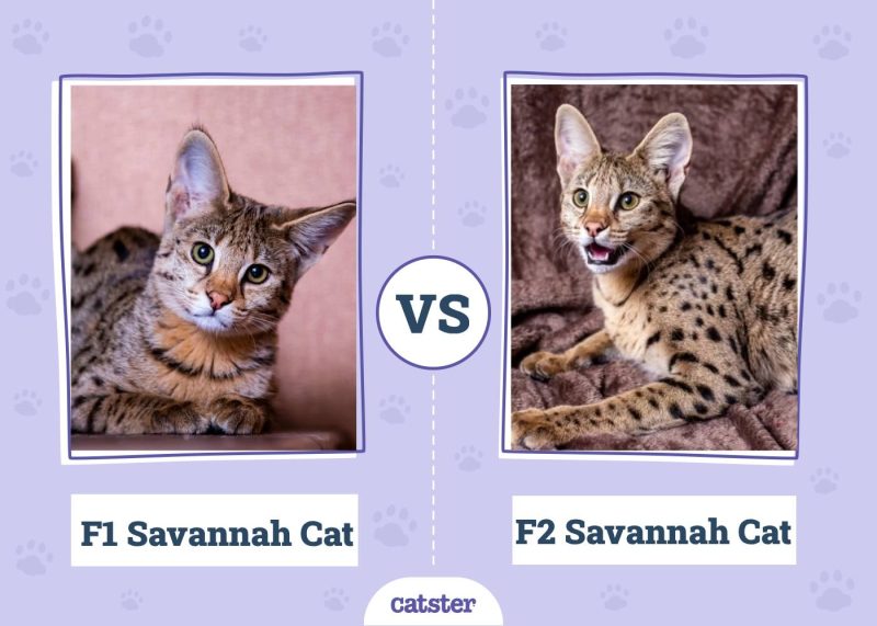 F1 Savannah Cat VS F2 Savannah Cat