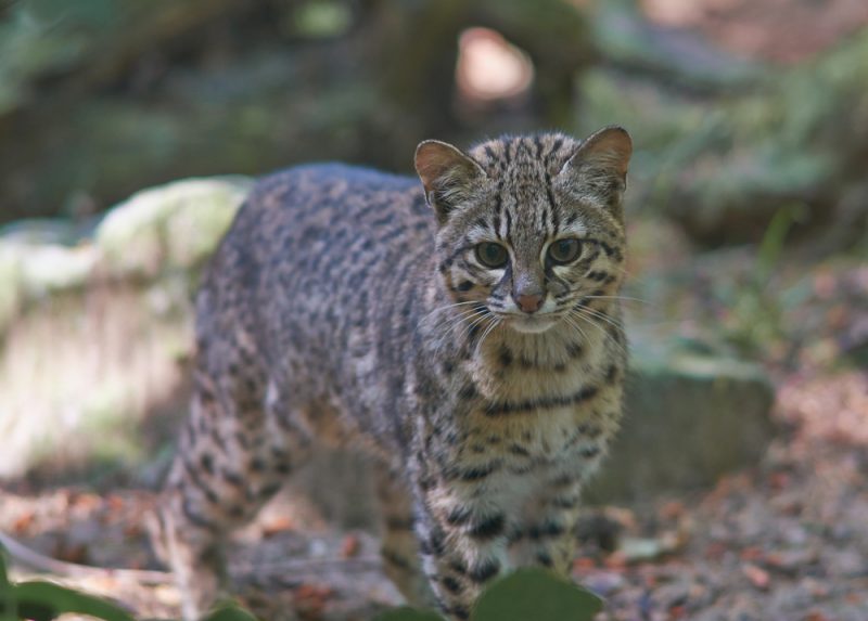 safari search website Geoffroy's Safari cat