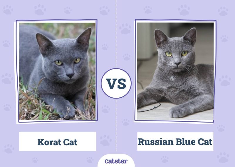 Korat VS Russian Blue Cat