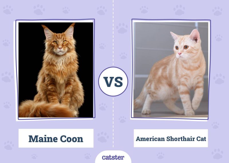 Maine Coon VS American Shorthair Cat