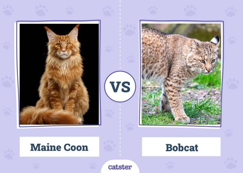 Maine Coon VS Bobcat