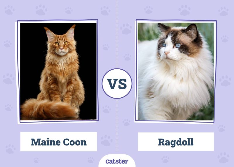 Maine Coon VS Ragdoll