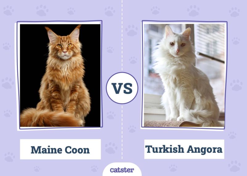 Maine Coon VS Turkish Angora