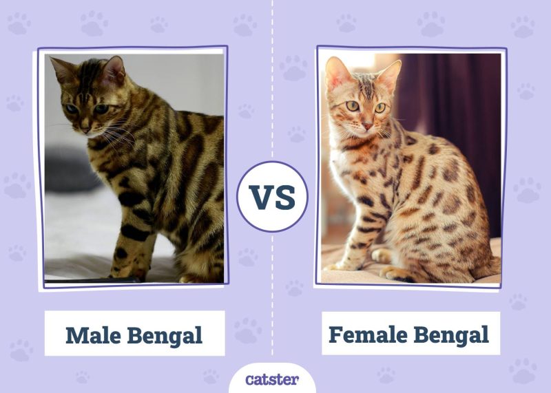 Male Bengal VS Female Bengal Cat