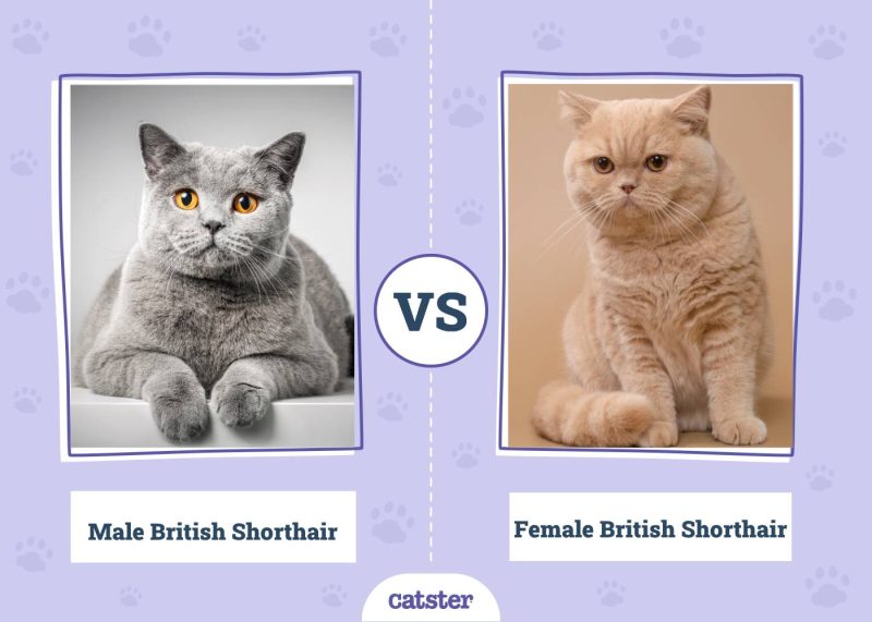 Male VS Female British Shorthair