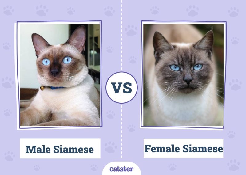 Male VS Femlae Siamese