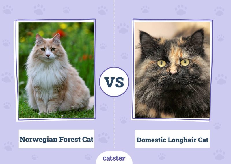 Norwegian Forest Cat VS Domestic Longhair Cat