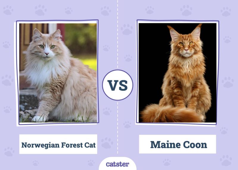Norwegian Forest Cat VS Maine Coon