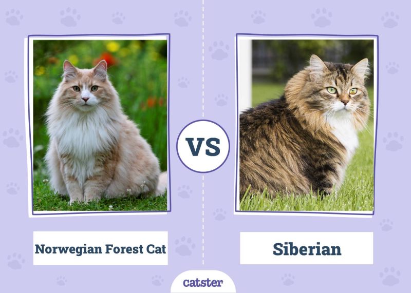 Norwegian Forest Cat VS Siberian