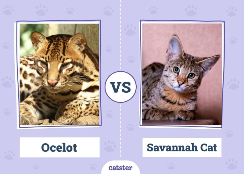 Ocelot VS Savannah Cat