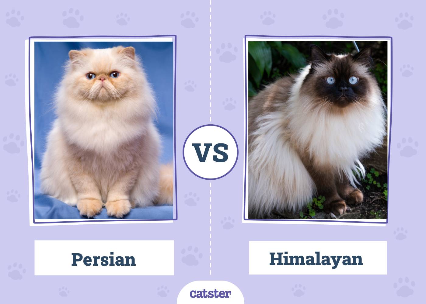 Persian vs Himalayan Cat: What’s the Difference? (With Pictures) - Catster
