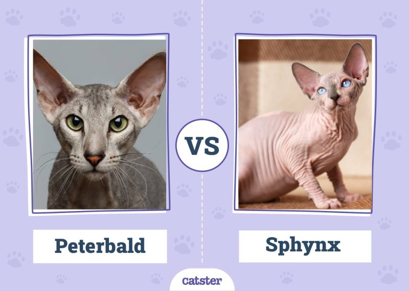 Peterbald VS Sphynx