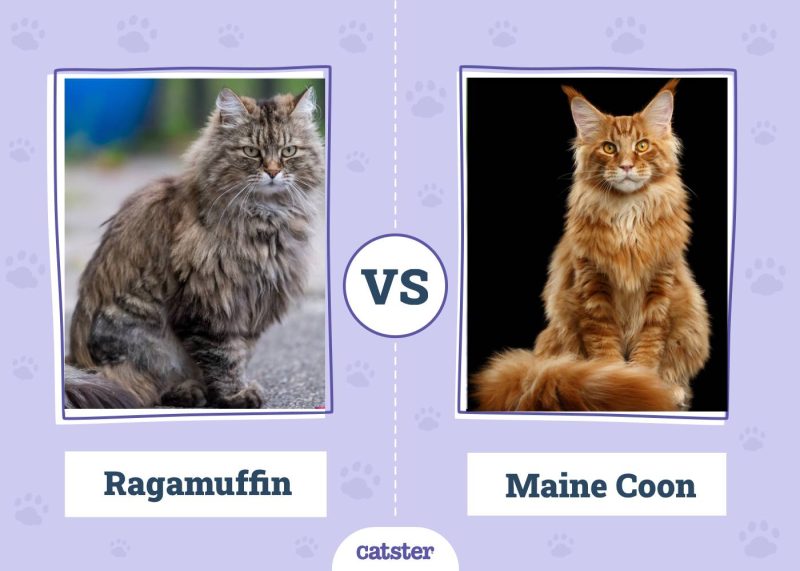 Ragamuffin VS Maine Coon