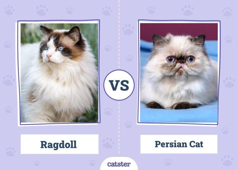 Ragdoll VS Persian Cat