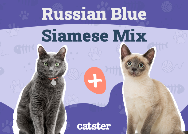 Russian Blue Siamese Mix