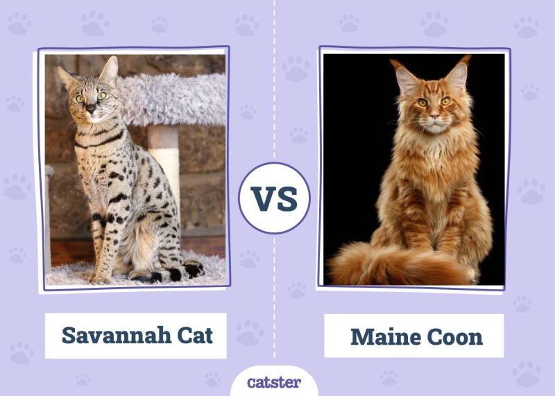 Savannah VS Maine Coon