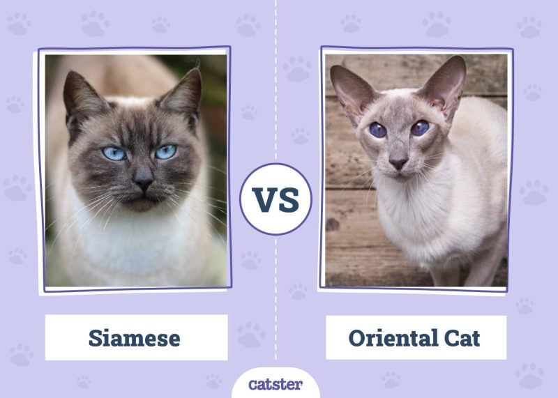 Siamese VS Oriental Cat